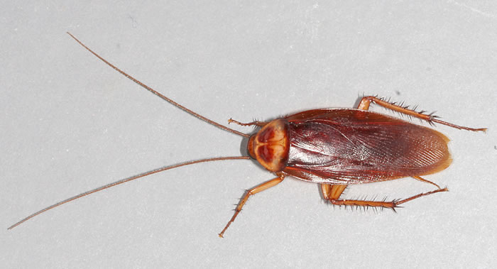 澳大利亚昆士兰州布里斯班市学生请求协助杀死落户在他家中的巨型蟑螂