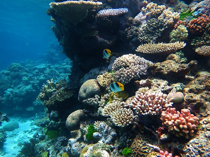 科学家预测未来20年由于气候变化和海洋污染 70%到90%的珊瑚礁将消失