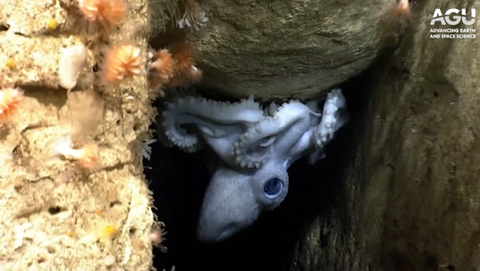 生物学家试图了解深海章鱼如何选择栖息地和捕食猎物