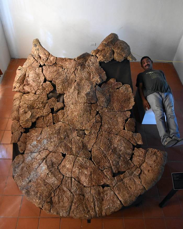 1200万年前南美洲北部沼泽与河流中的史前巨龟“地纹骇龟”浮出水面