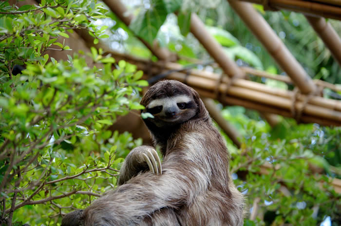树懒. © CC BY-SA 3.0 / Sergiodelgado / Three toed sloth at the Dallas World A
