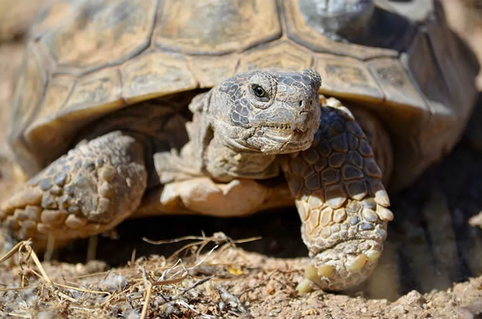沙漠地鼠龟. © 照片 : Sandra Leander/ASU