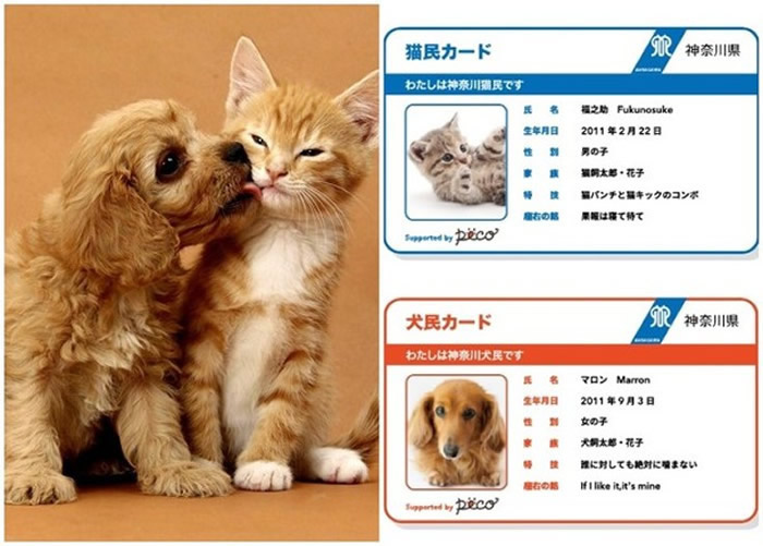 日本神奈川县政府推“猫狗身分证” 名正言顺拥公民身份