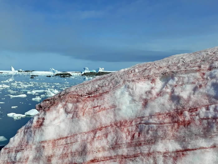 “雪衣藻”！乌克兰“韦尔纳茨基院士”南极站布满红色积雪