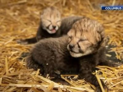 美国俄亥俄州哥伦布动物园迎来两只全球首例透过体外人工受孕诞生的猎豹宝宝