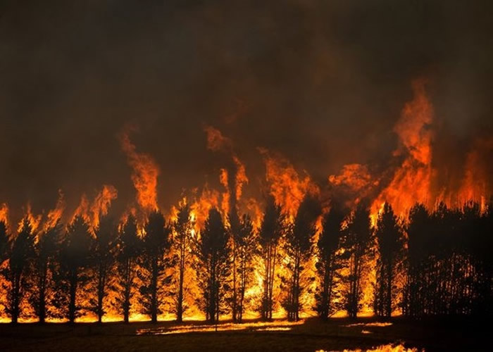 史无前例的澳洲山火烧毁21%森林 研究指与气候变化有关