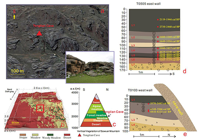 研究点与研究区域概况，a. 通天洞遗址照片， b. 通天洞遗址周边植被分布特征c.萨乌尔山垂直植被特征，d. T0505探方地层与AMS14C年代分布，T010
