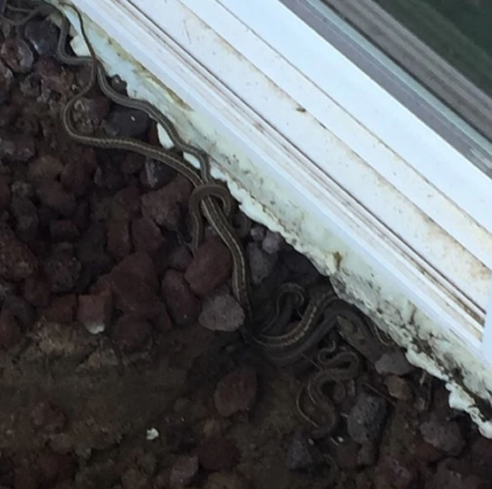 美国科罗拉多州一户人家木地板缝冒出蛇头 掀开后竟发现150条蛇