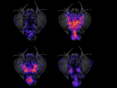 研究发现果蝇的个性行为起源于神经发育