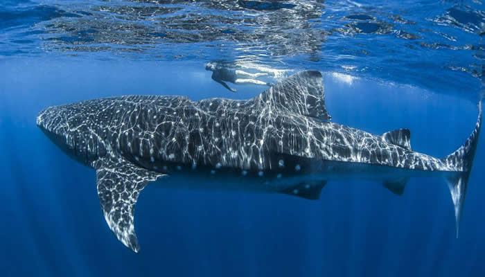 游客在新西兰陶朗加岛附近乘船观赏海豚期间见到罕见鲸鲨
