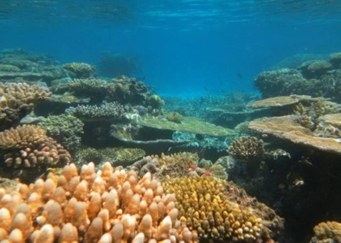 科学家指大堡礁将可能再要面对高温 未来数周为关键时刻