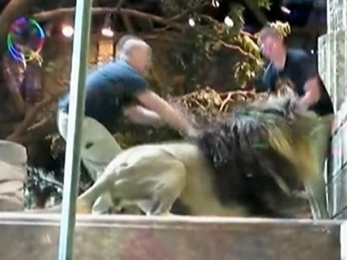 美国拉斯维加斯美高梅大酒店赌场公狮突然攻击训练员 母狮挺身而出救助