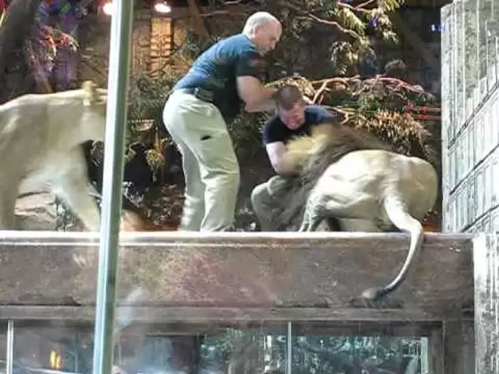 美国拉斯维加斯美高梅大酒店赌场公狮突然攻击训练员 母狮挺身而出救助