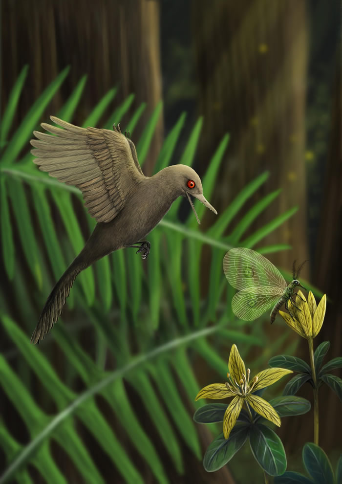 缅甸白垩纪琥珀中发现最小恐龙——宽娅眼齿鸟Oculudentavis khaungraae