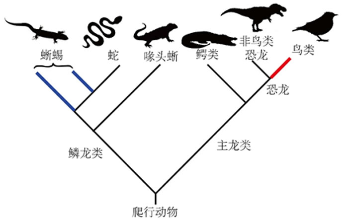 爬行动物演化关系简图