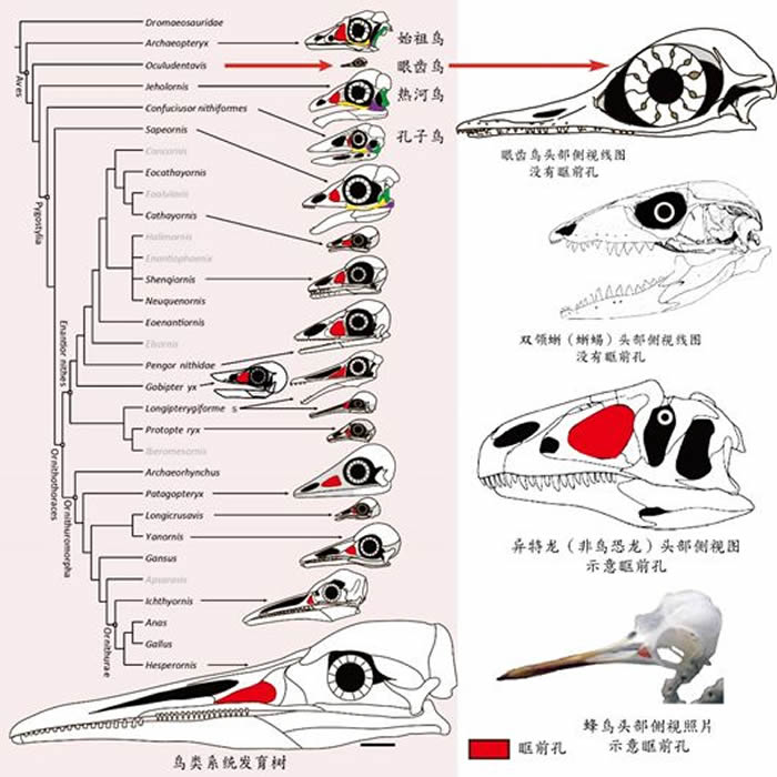 鸟、蜥蜴、恐龙眶前孔比较图（红色区域为眶前孔）