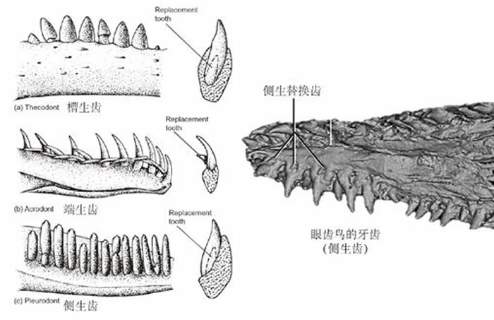 爬行动物牙齿着生方式[4] 。左列从上至下依次为：槽生齿、端生齿、侧生齿。右图是眼齿鸟的牙齿，为侧生齿。