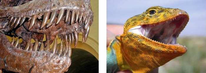 （左）霸王龙的牙齿（来源：pintrest.com）；（右）环颈蜥的牙齿（A.K. Lappin摄）
