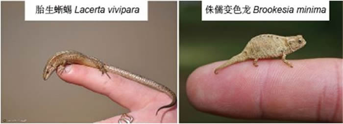小型蜥蜴。（左）胎生蜥蜴（来源https://janosiki.flog.pl/）；（右）侏儒变色龙（来源：http://www.chameleoncarema