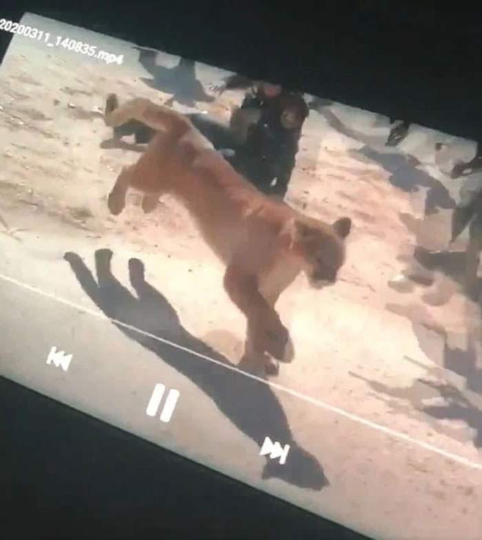 美国科罗拉多州发生美洲狮（山狮）肉搏女警的惊险画面