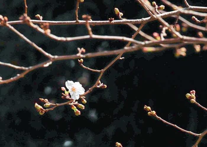 暖冬效应下日本东京染井吉野樱开花 史上最早绽放