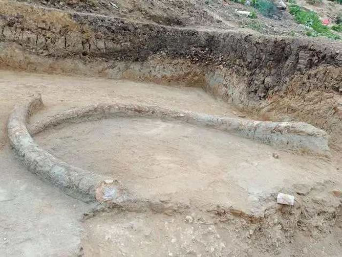 南省南阳市唐河县湖阳镇亢寨村发掘出一对距今5-20万年前的纳玛象牙化石