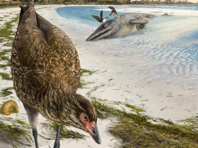 神奇鸡！欧洲6680万年前晚白垩世地层中发现迄今最古老现代鸟类头骨化石