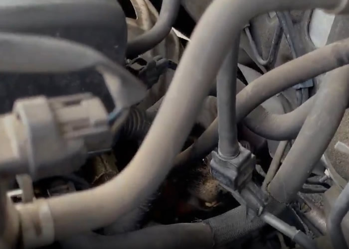 美国犹他县女子发现爱车有问题 惊见土拨鼠瑟缩引擎