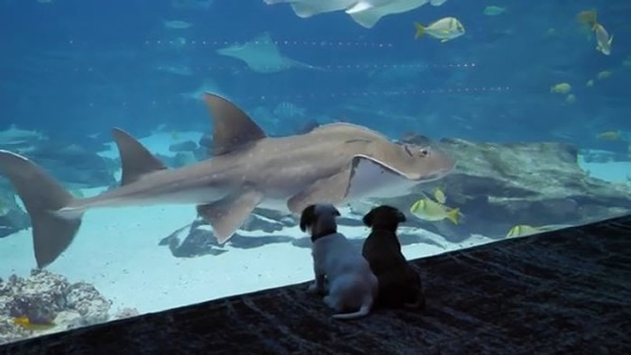 新冠肺炎疫情急速扩散 美国乔治亚州水族馆特别开放给两只狗狗