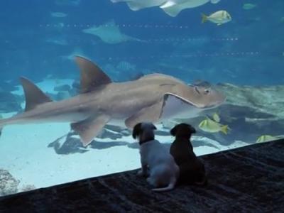 新冠肺炎疫情急速扩散 美国乔治亚州水族馆特别开放给两只狗狗
