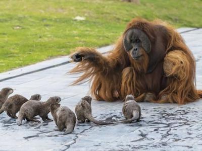 比利时布吕热莱特市天堂动物园红毛猩猩家庭与亚洲小爪水獭一家和谐相处