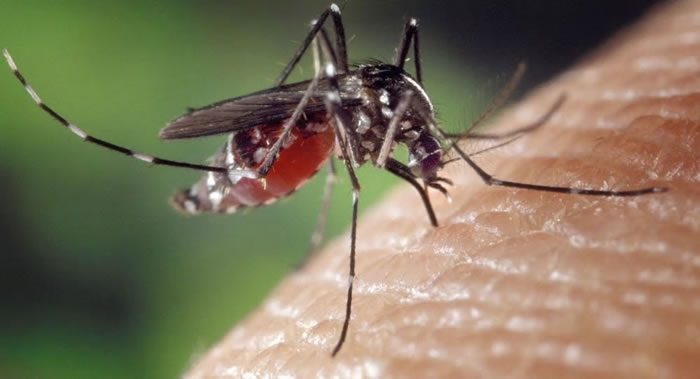 昆虫学家康斯坦丁·基塔耶夫：蚊子不会成为新冠肺炎病毒携带者