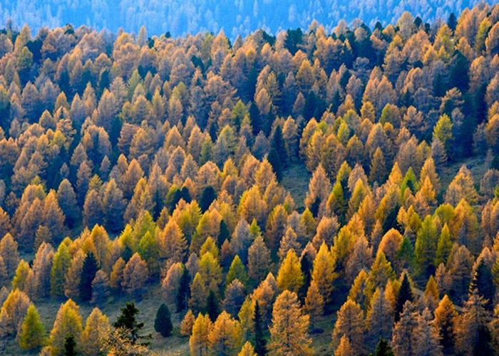 英国科学家研究认为落叶松具有吸音功效最佳的树皮 数据对城市规划具价值