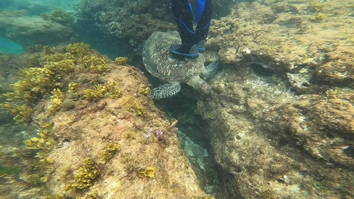 游客在小琉球浮潜踩海龟