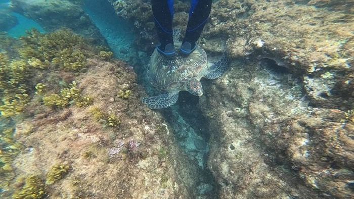 游客在小琉球浮潜踩海龟