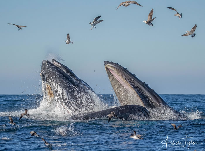 澳洲的座头鲸、美国的海豹和日本的绿蠵龟等，多种海洋生物族群出现恢复迹象。 照片来源：ashala Tylor（CC BY-NC 2.0）