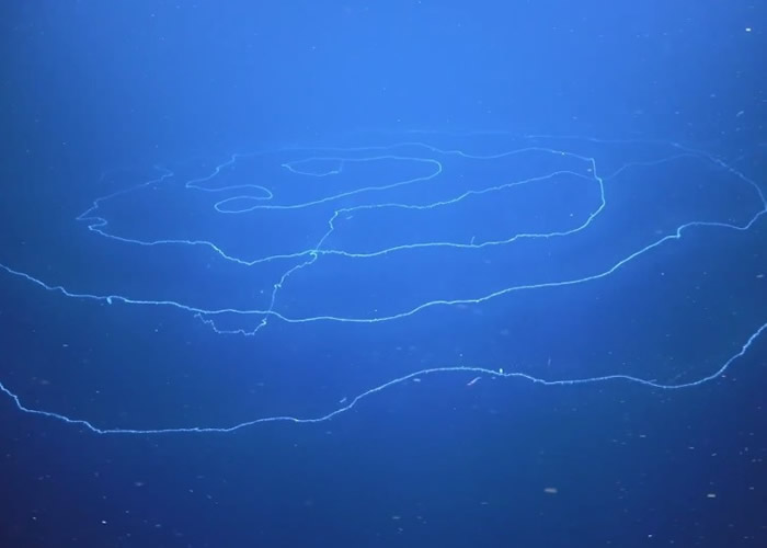 澳洲西澳省对开海域惊现120米长带状生物 原来是无性繁殖管水母