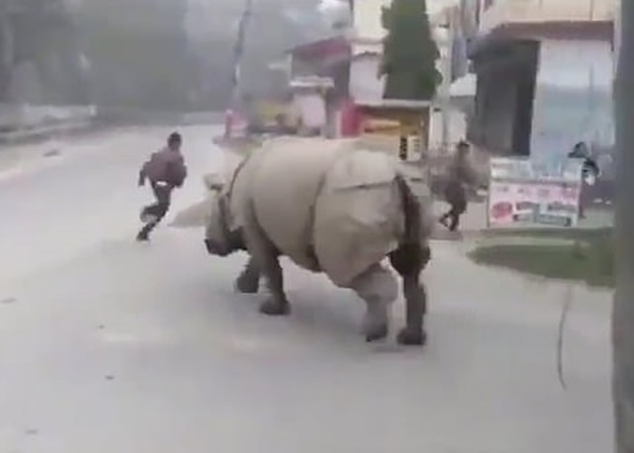 尼泊尔奇特旺国家公园外一只大犀牛在街上游荡 吓坏路人