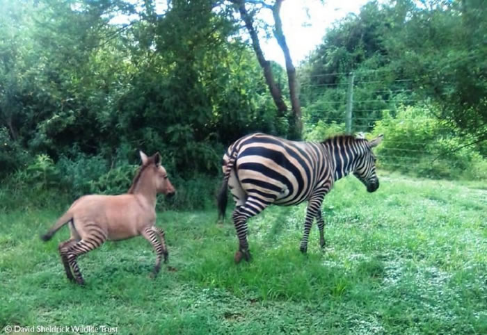 肯尼亚诞生驴和斑马杂交物种——斑驴