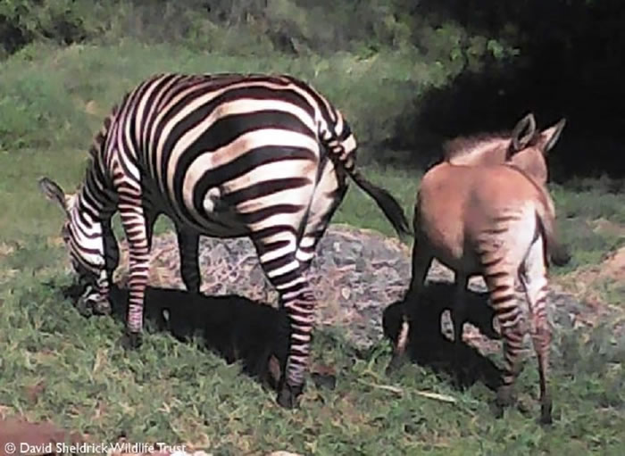 肯尼亚诞生驴和斑马杂交物种——斑驴