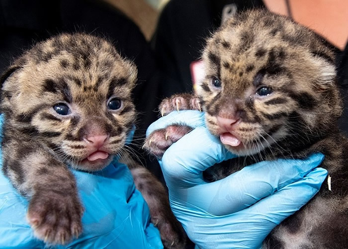 美国迈阿密动物园喜迎两只濒危云豹幼崽出生