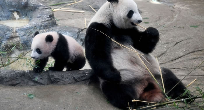 熊猫幼仔禄禄仔在室外运动场被绳子缠住窒息死亡