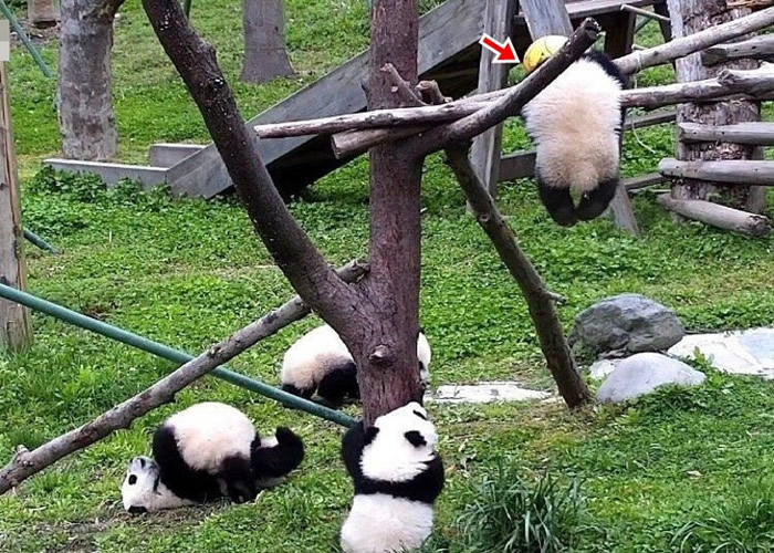 中国大熊猫保护研究中心神树坪基地大熊猫“禄禄仔”被玩具吊球的绳缠绕颈部窒息死亡