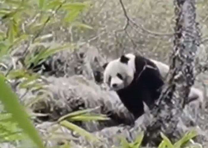 职员首日发现的野生大熊猫。
