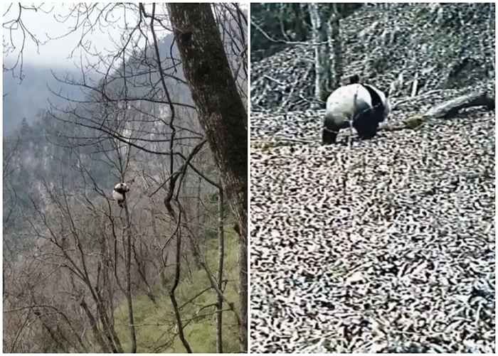 职员发现野生大熊猫母子，幼崽爬上树干，妈妈则在地面散步。