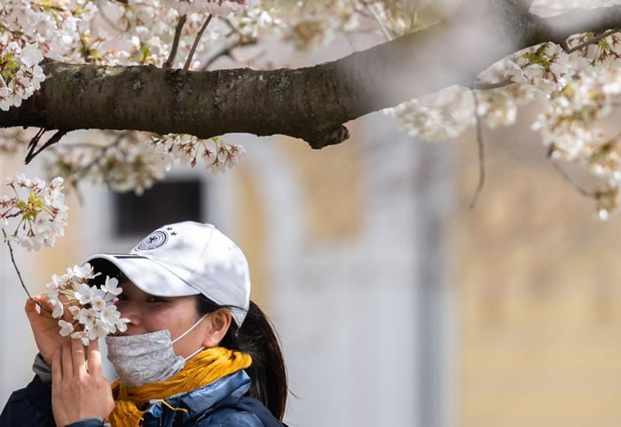 在德国德勒斯登（Dresden）易北河畔，一名戴着口罩的女子正在嗅闻樱花的香气。 PHOTOGRAPH BY ROBERT MICHAEL， PICTURE A