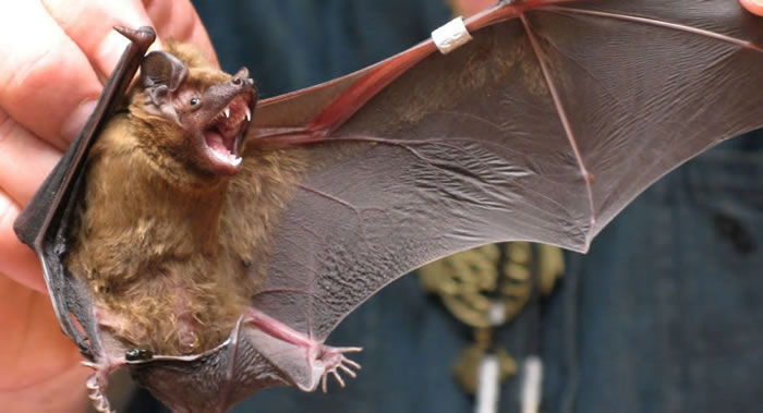 《今日印度》：印度医学研究理事会（ICMR）科学家在蝙蝠身上发现另一种冠状病毒