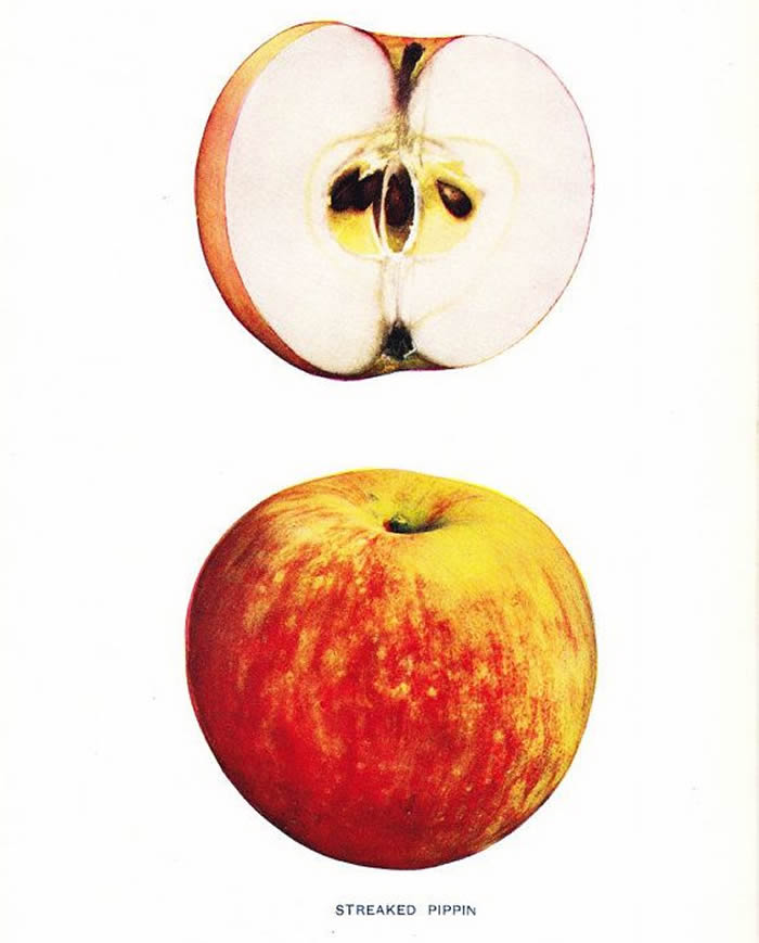 非盈利组织“消失的苹果项目”植物学家在美国西部发现10种被认为已经灭绝的苹果品种