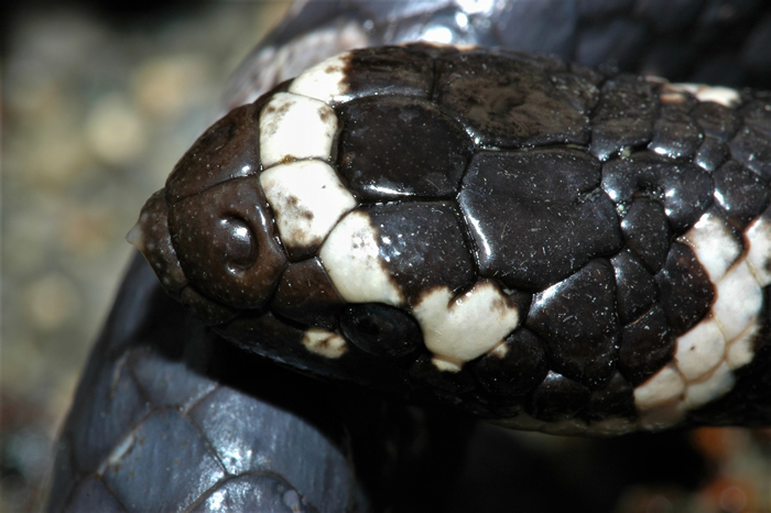 属于「真海蛇」的饭岛氏海蛇（Emydocephalus ijimae）的鼻孔有瓣膜。 摄影：杜铭章