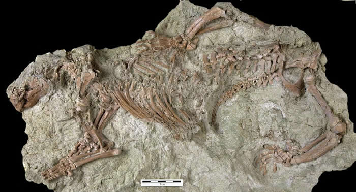 中生代白垩纪“疯狂野兽”Adalatherium hui化石揭示恐龙时代早期哺乳动物的奇特构造